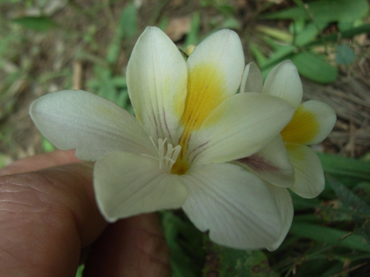 Freesia alba